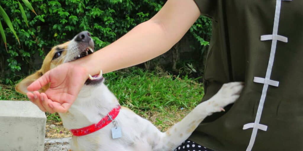 Dog playfully biting a human arm